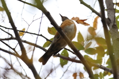 11月12日 大阪城公園 ２