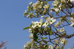 4月16日 散歩 １