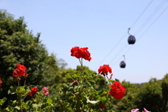 5月28日 布引ハーブ園 58
