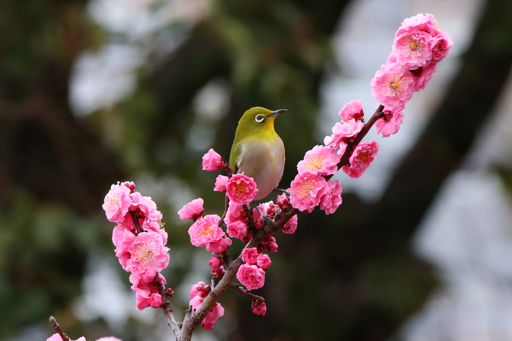 3月5日 岡本公園 25