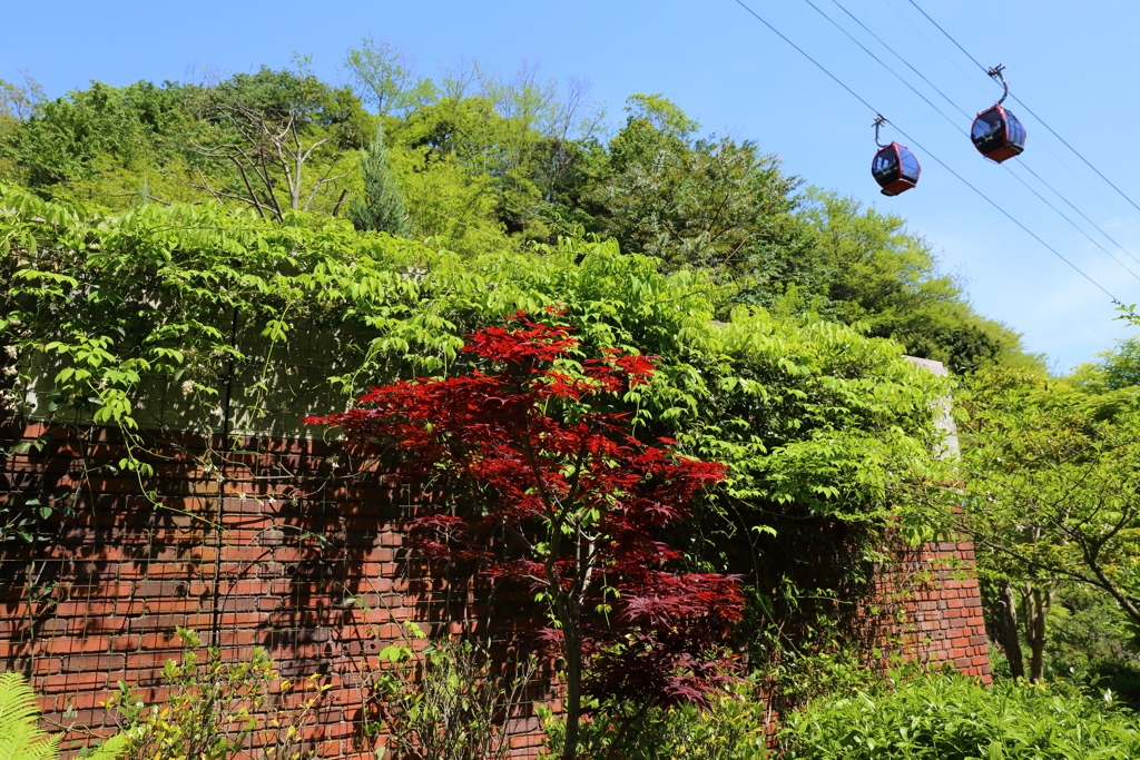 5月5日 布引ハーブ園 31