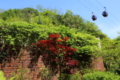5月5日 布引ハーブ園 31