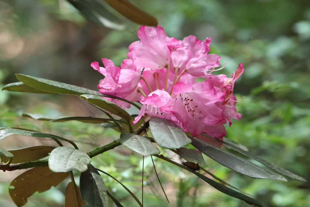 5月3日 神戸市立森林植物園 10