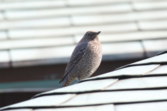 1月8日 明石公園 26