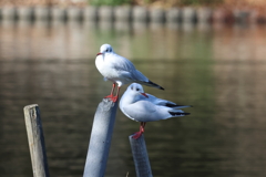 12月24日 明石公園 17