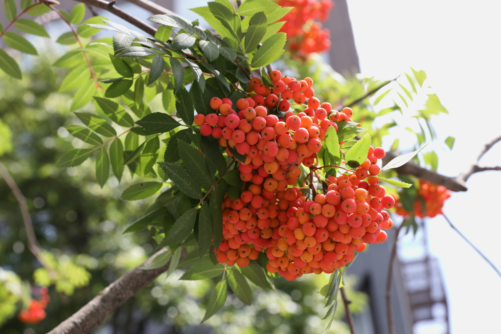 8月13日 松本 171