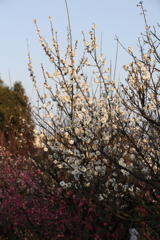 2月20日 須磨離宮公園 59