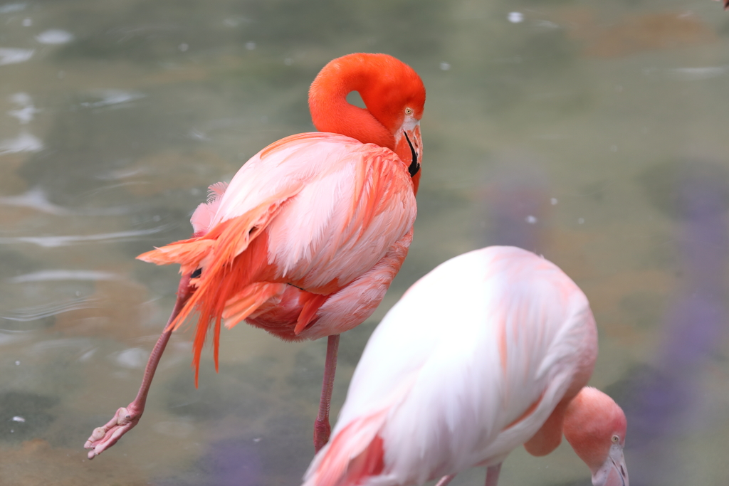 6月16日 王子動物園 56