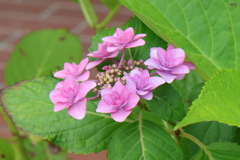 6月2日 明石公園 ８