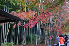 11月23日 京都 43
