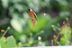ジョウビタキのジャンプ
