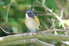 4月9日 明石公園 15