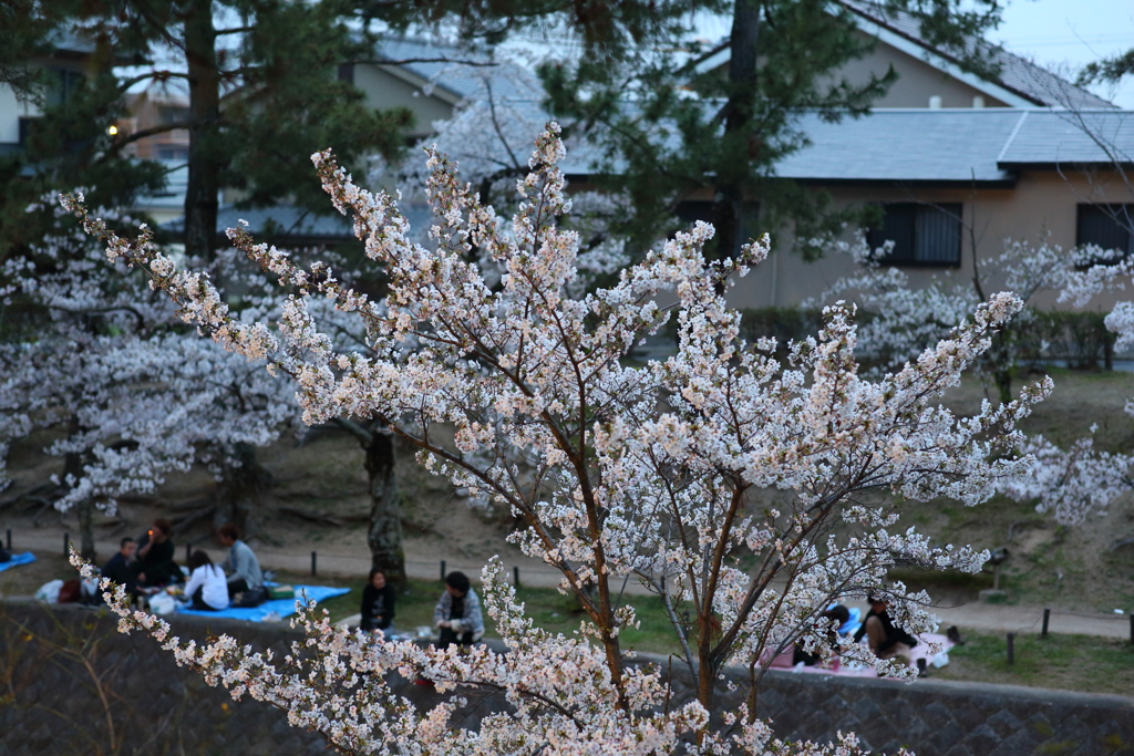 4月7日 夙川 16