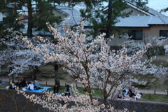 4月7日 夙川 16