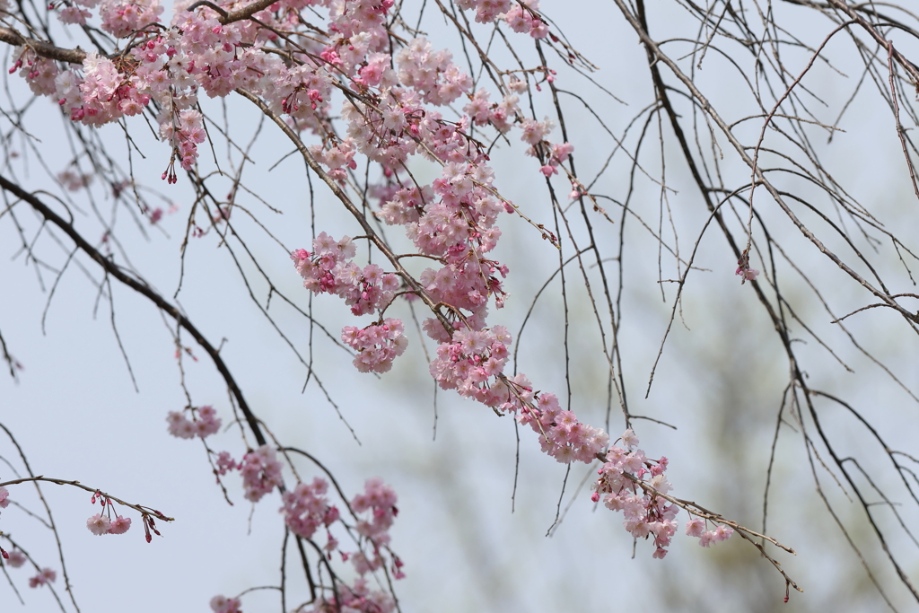 4月2日 明石公園 19