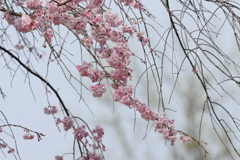 4月2日 明石公園 19