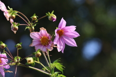 11月19日 明石公園 ４