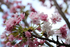 4月3日 岡本南公園 13