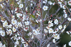 2月13日 岡本梅林公園 38