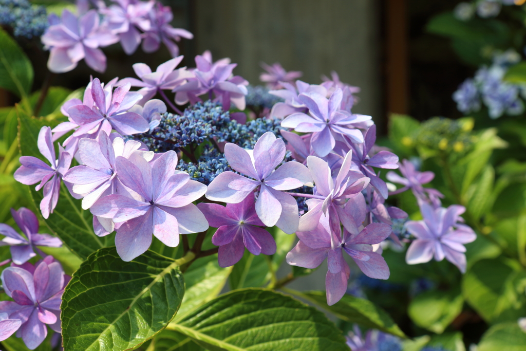 6月19日 明石公園 ３