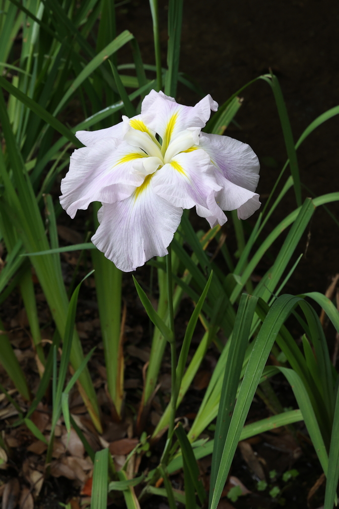 6月6日 須磨離宮公園 37