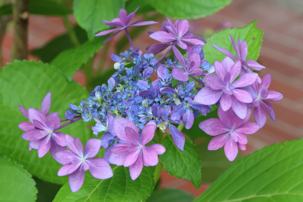 6月2日 明石公園 ２