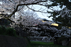 4月1日 夙川河川敷緑地 ６