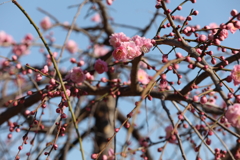 2月13日 岡本梅林公園 11