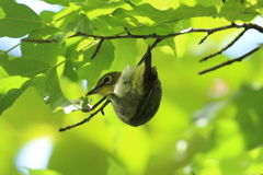 8月22日 明石公園 15
