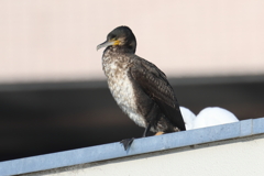 12月30日 夙川河川敷緑地 ６