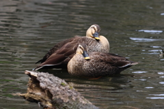 4月2日 明石公園 15