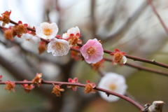 3月5日 岡本公園 14