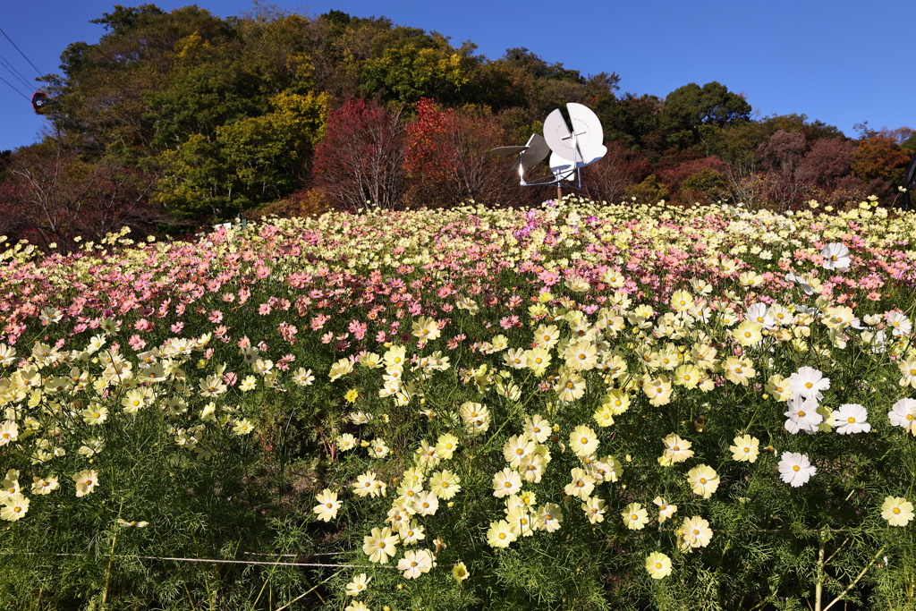 11月14日 布引ハーブ園 27