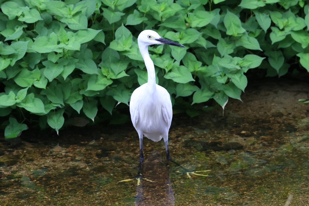 8月10日 夙川河川敷緑地 ４