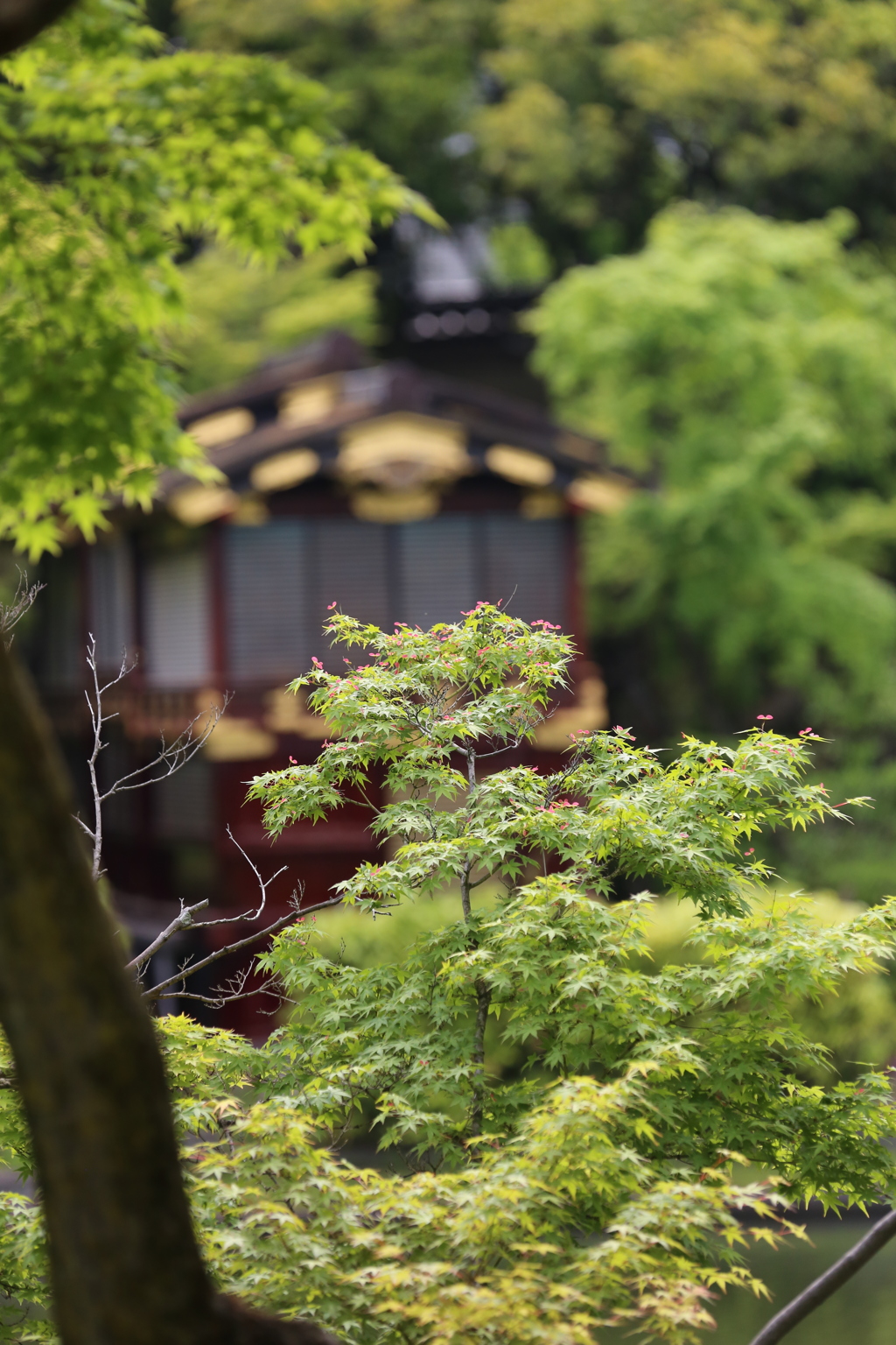 5月1日お散歩　相楽園 ５