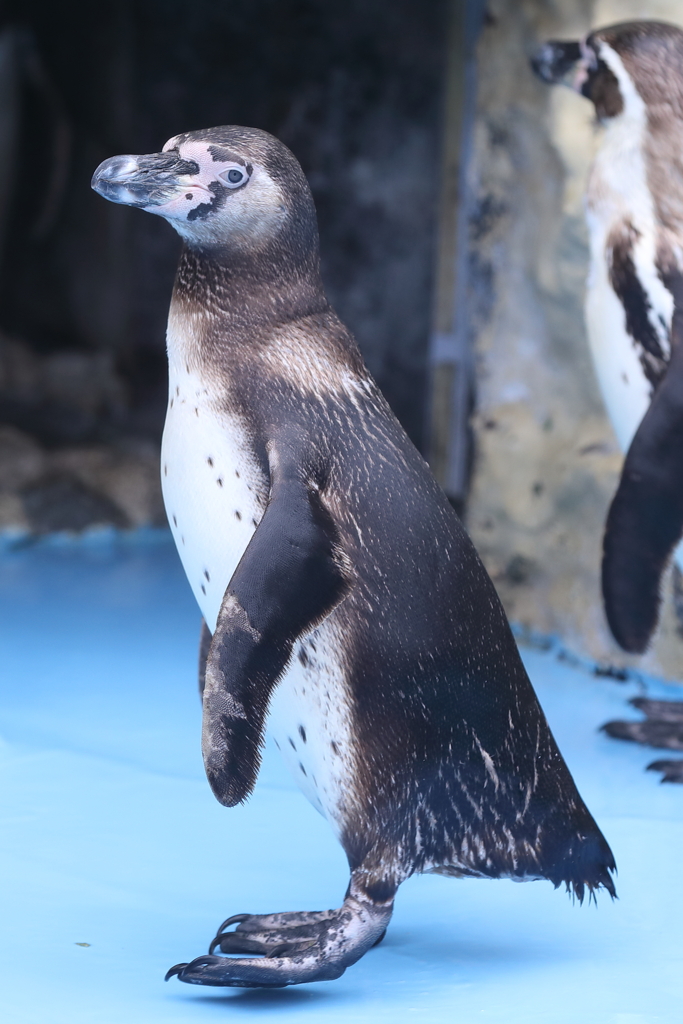 6月16日 王子動物園 38 