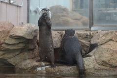 3月26日 王子動物園 31