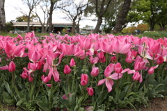 4月18日 万博記念公園 11