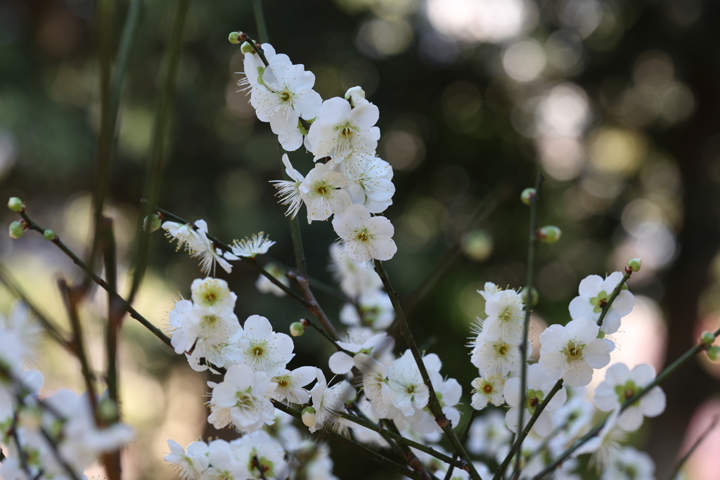 2月13日 岡本梅林公園 22