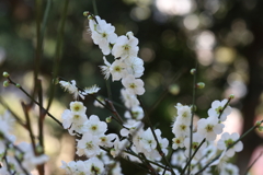 2月13日 岡本梅林公園 22