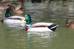 11月19日 明石公園 26