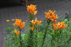 6月13日 布引ハーブ園 19