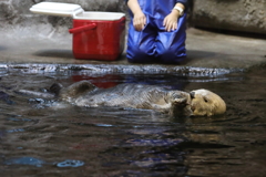 6月11日 須磨海浜水族園 43