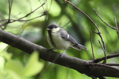 5月12日 大阪城公園 ２