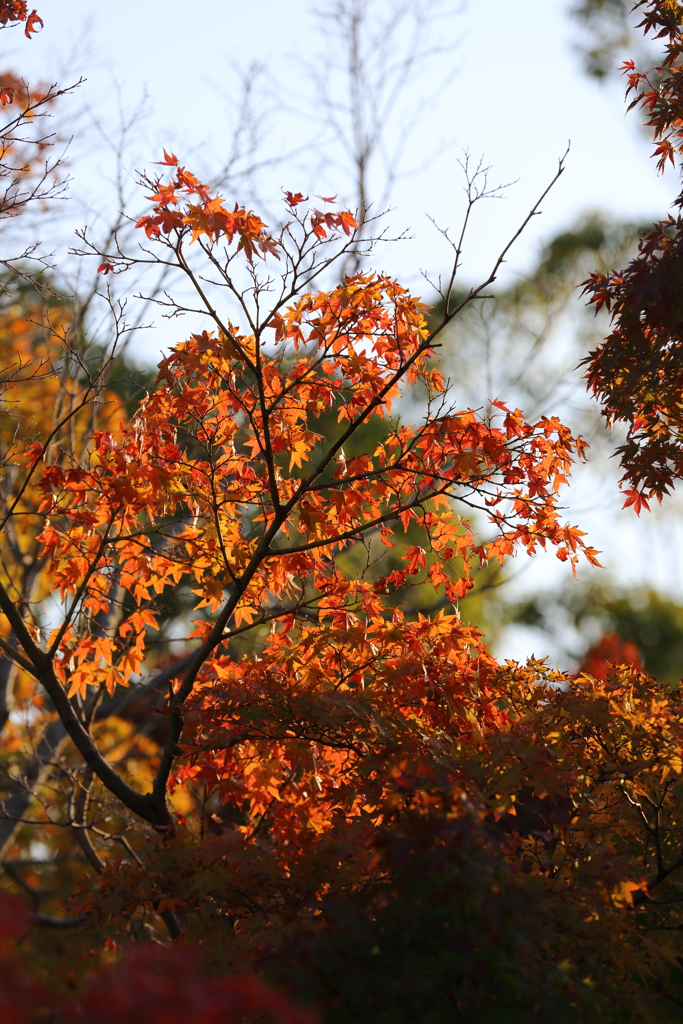11月16日 相楽園 38