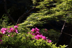 4月24日 相楽園 33