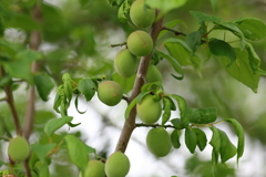 4月30日 明石公園 １