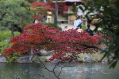 11月11日 相楽園 11