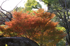 11月16日 相楽園 17