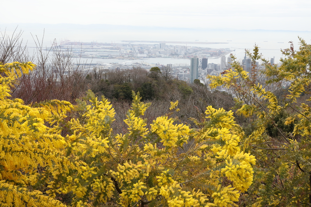 3月20日 布引ハーブ園 47